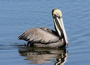 brown pelican