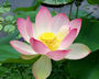 sacred lotus