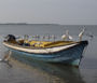 egrets boat