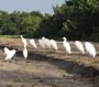 egrets